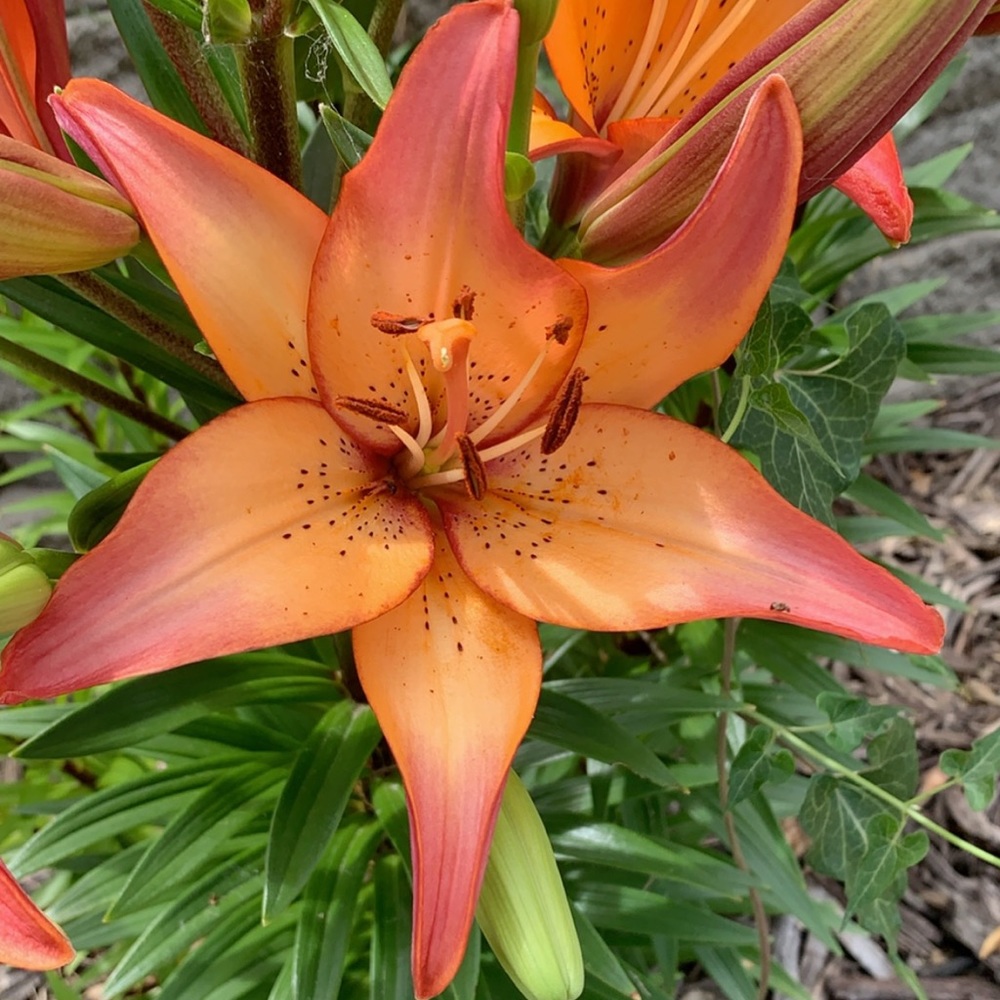 Meet your Posher, Elizabeth